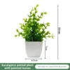 Plante en pot d'eucalyptus vert à feuilles pointues