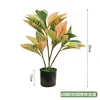 Planta en maceta de cuatro puntas que cambia de color