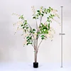 Golden weeping jasmine bonsai, 210cm