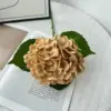 Light Coffee