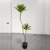 Artificial Two Heads Curved Dracaena Plant with Pot (1M)