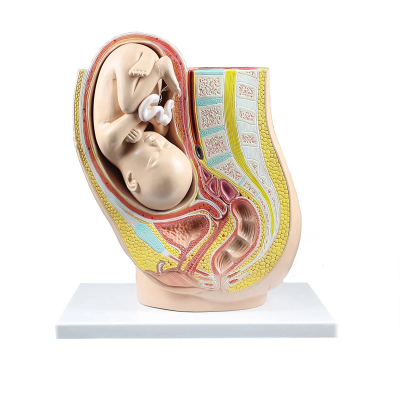 Female Pelvis Anatomy Model Reproductive System Uterus Model for Obstetrics and Gynecology Teaching