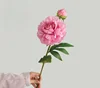 Rosa oscuro