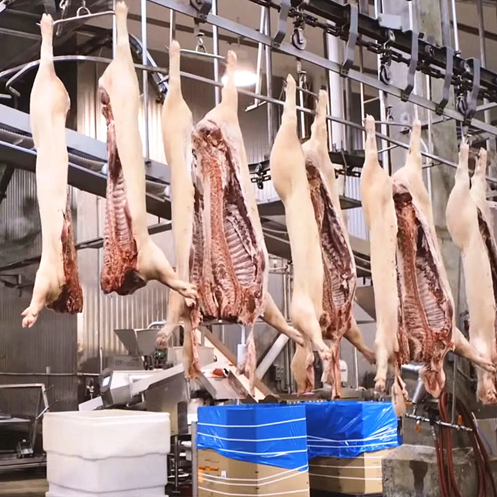 Complete butcher plant sow slaughter line pig slaughtering equipment pig slaughterhouse