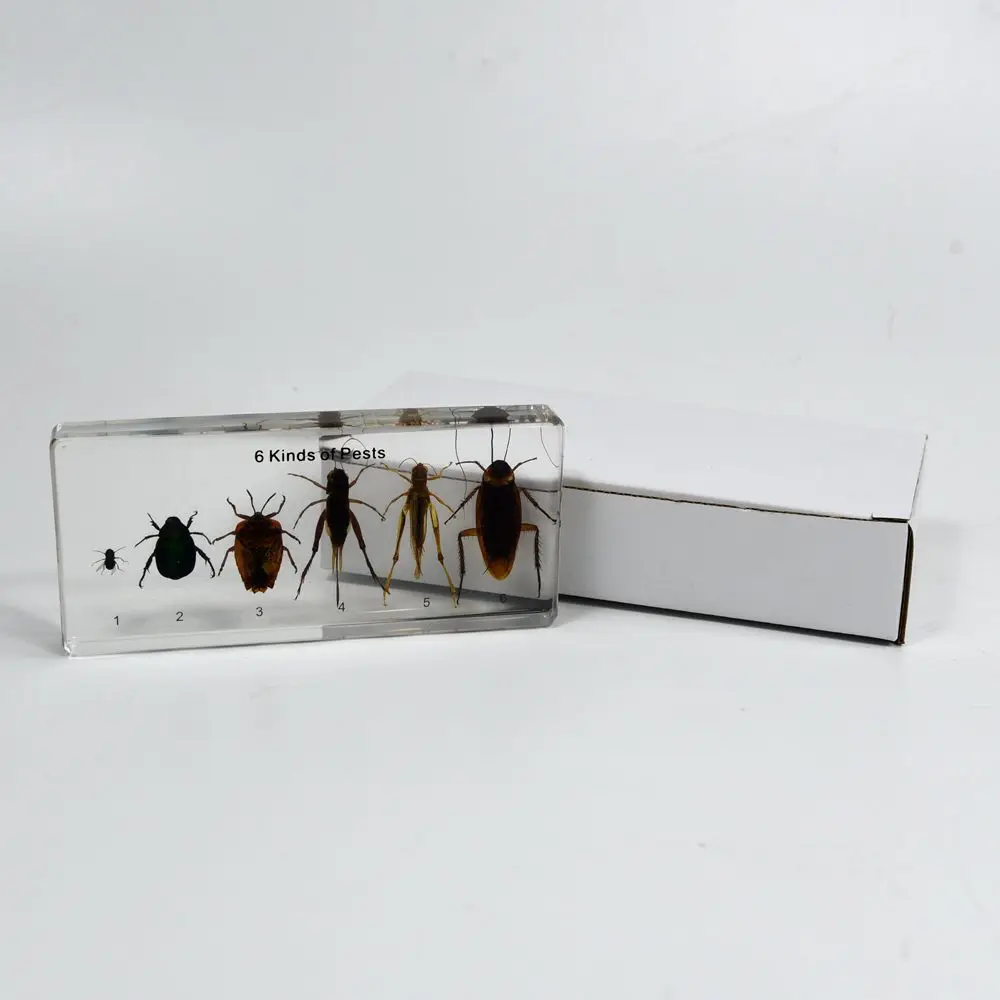 6 видов полезных образцов насекомых и биологическая модель учебные пособия для