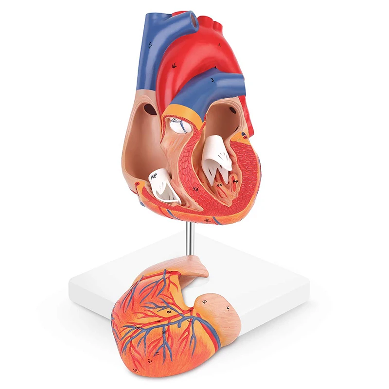 Medical Anatomy Simulation PVC Heart Anatomy 3d Model 2 Part Life Size