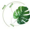 เส้นผ่านศูนย์กลางของใบมอนสเตอร่าใบเดียวคือ 25 ซม.