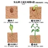4-Piece Seed Growth Cycle Set