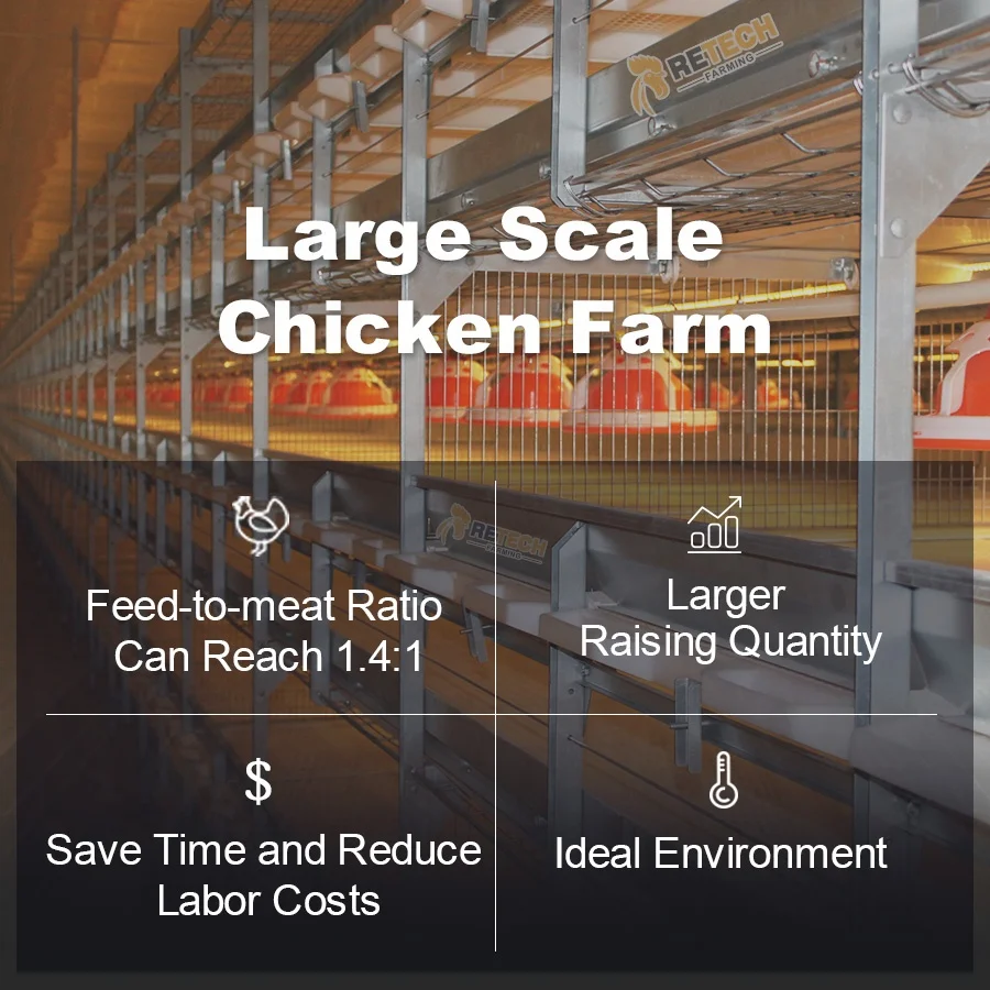 Hot Sale Automatic Broiler Chicken Cage Poultry Equipment for Broiler Farm