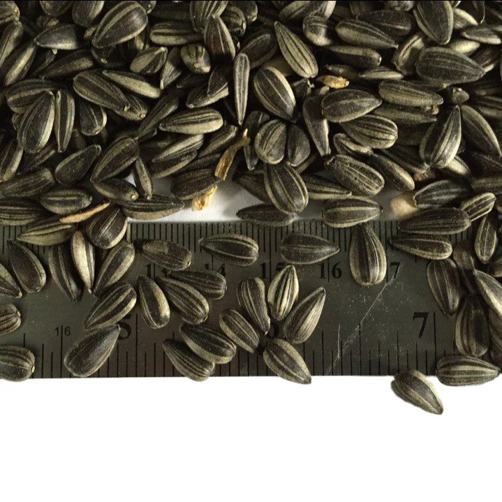 Wholesale Seeds Of Ukrainian origin Sunflower seed for Birds Food