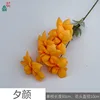 Evening Glory MQN Orange