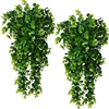 Vigne d'eucalyptus vert
