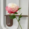 Pivoine simple de couleur rose pêche