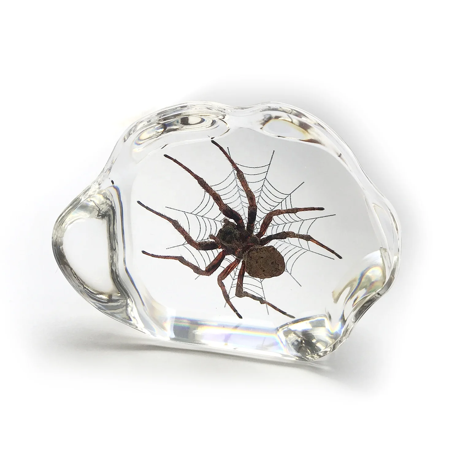 Source 批发丙烯酸装饰真正的蜘蛛嵌入透明树脂on M Alibaba Com