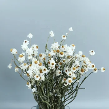 Hot Selling Fastest Dried Flower Shipping Silvery Chrysanthemum for The Company Rewards Opening Gift and Flower Shop Display