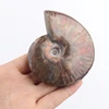 ammonite fossils