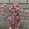 Pourpre