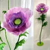 Rosa viola