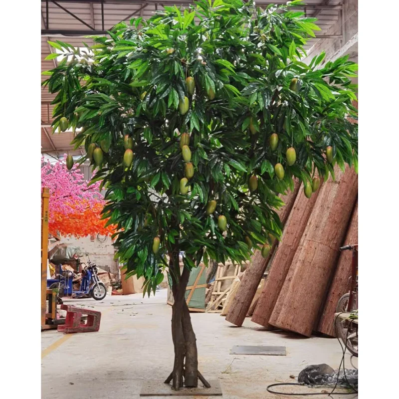 money tre Money Tree Plants ‘Pachira aquatica’ 8