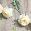 Hibiscus champagne