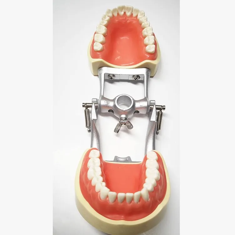 
 Стоматологическая модель 32 задних зубцов модель практики полный рот съемные зубные десны студентов практика задних отверстий  