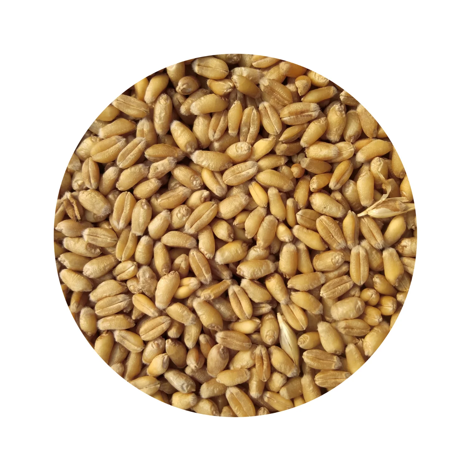 Grain Milling Wheat 500MT Agriculture Commodities