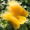 Amarillo dorado