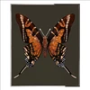 Color5
