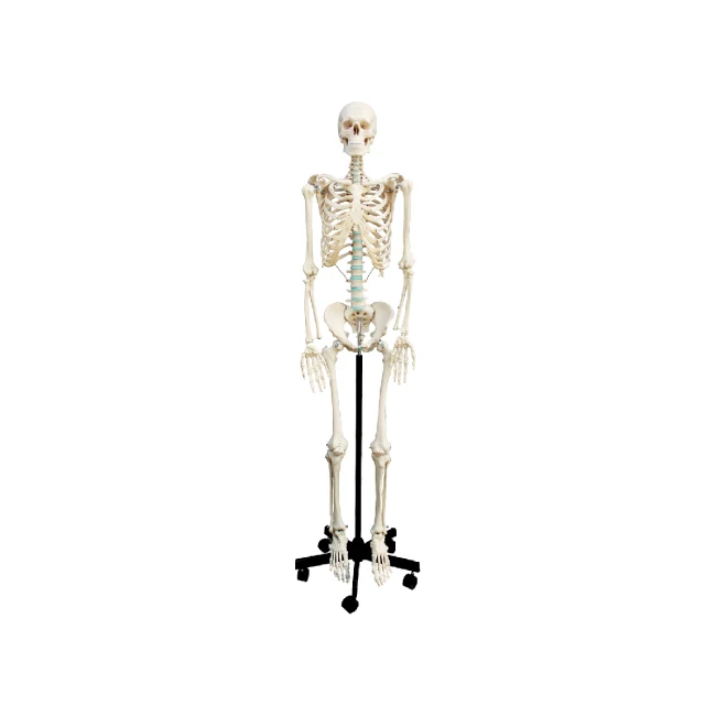 Human Skeleton , 180cm manufacture