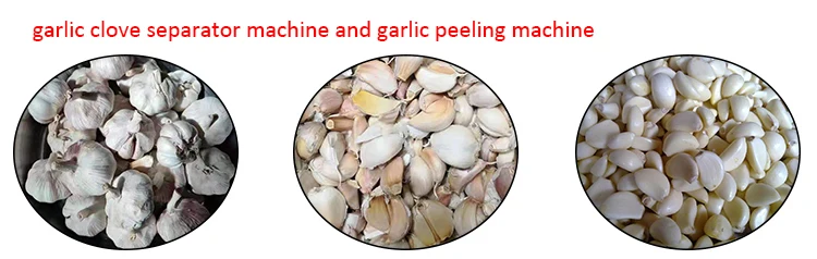 machine peeling garlic(1).jpg