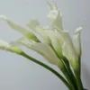 Domestic calla lily white-1 tie 10 branches