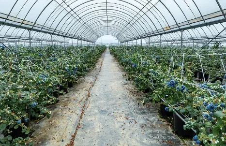 Freeze Dried Blueberry Bulk Supply | Wholesale Manufacturer H0fddb45bdc974509b754a31c22b70146j