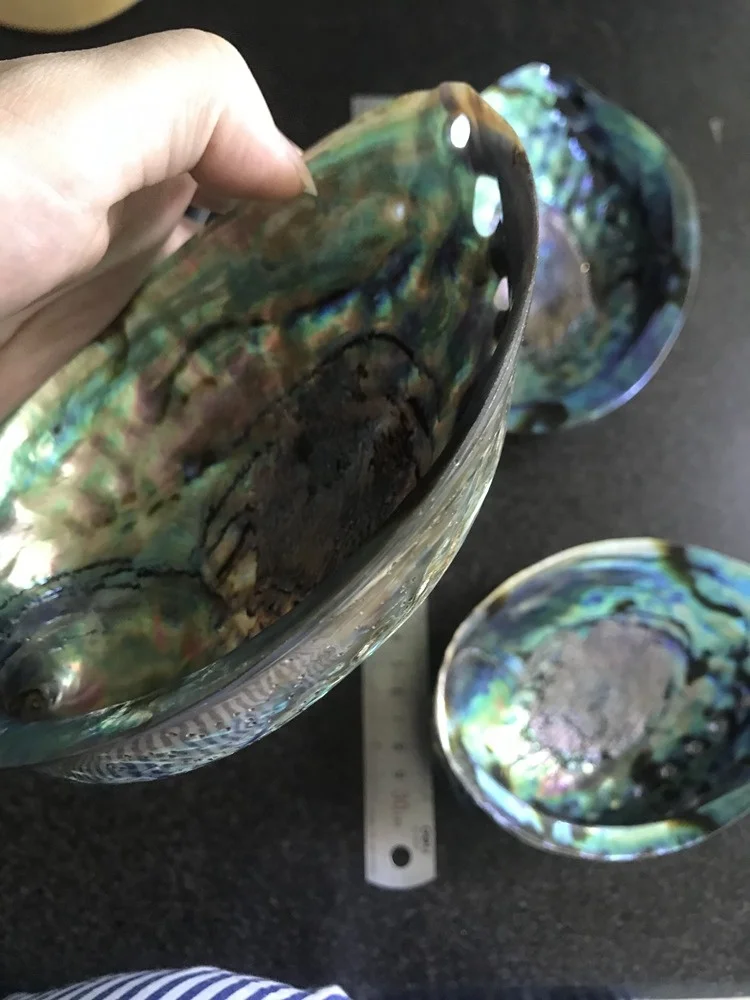 Large Polished Abalone Shell Clean and Smooth Edge Paua Shell