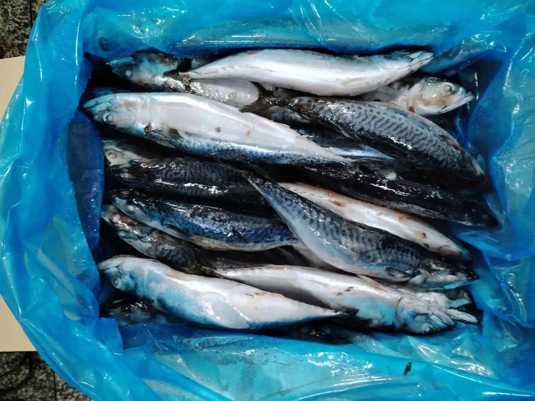 Frozen Pacific Mackerel Whole Round Manufacturer High Quality Scomber Japonicus Pacific Mackerel Fish 300-400g