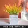 Small 5-stalk false wheat ears