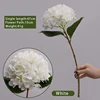 Oil Painting of Hydrangea-white