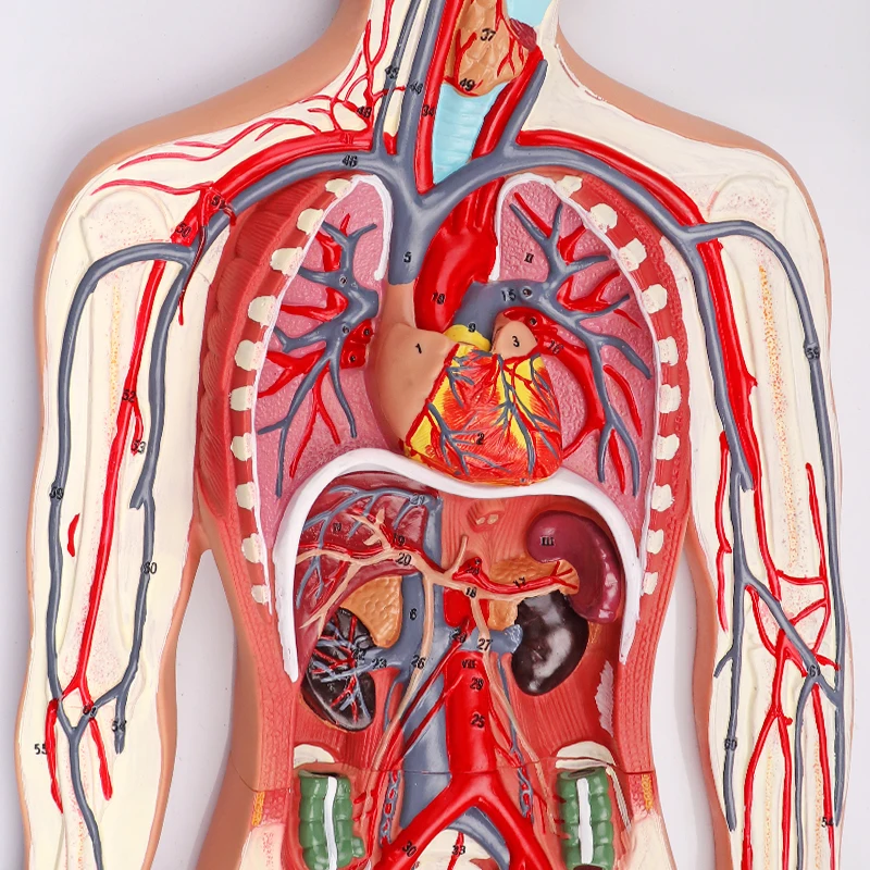 3D Simulator  Circulation Demonstration Anatomy Teaching Medical Human Blood Circulatory System Model