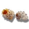 Lychee snail