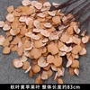 Autumn leaves turn yellow, apple leaves branch