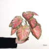 25cm Large 9-Leaf Colorful Caladium
