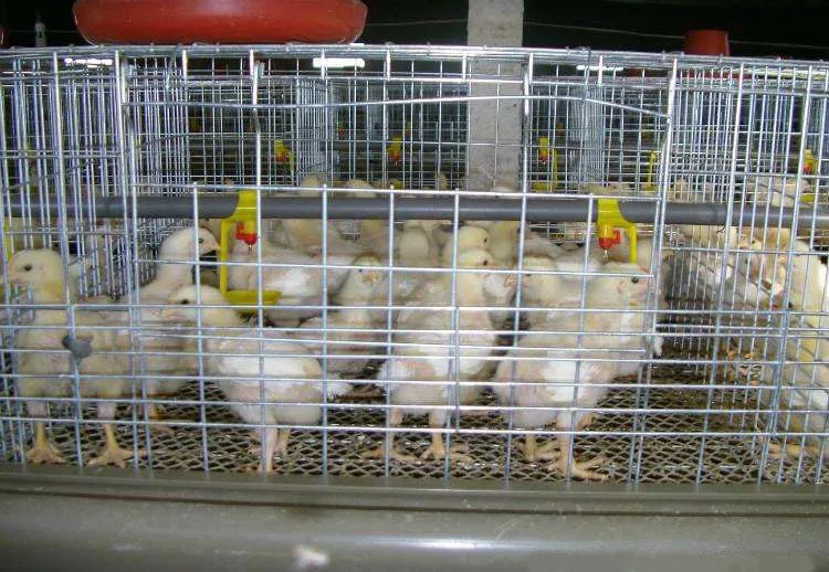 battery chicken cage 02.jpg