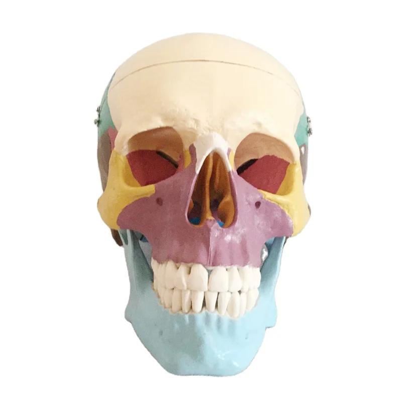 Teaching Resources Medical Science Colorful Natural Size Human Skull Model Oral Cavity With Anatomy Detachable Fixed Bone Model