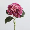 Rosa rossa