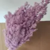 Taro purple