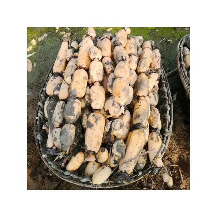 Premium Frozen Vegetables Easy Cook High-quality and Cheap Fresh Lotus Roots From China