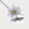 Aster di settembre
