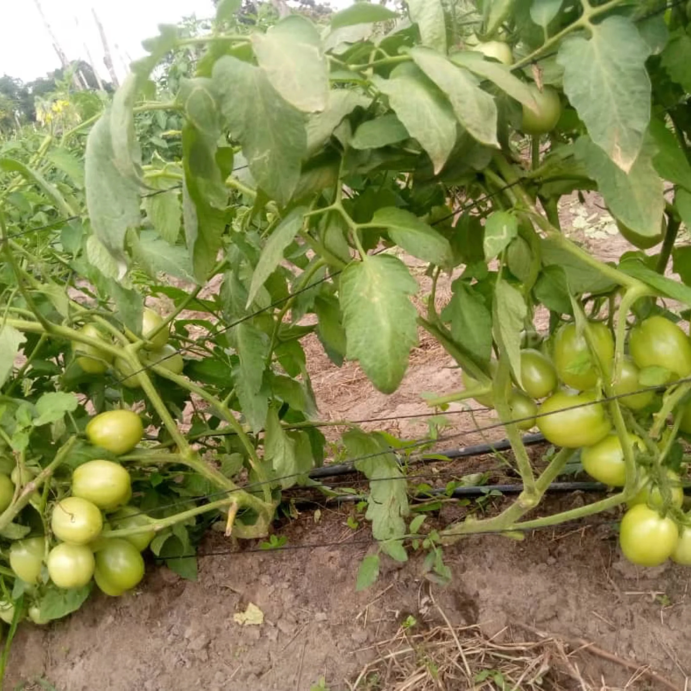 16mm 40cm Space Drip Tape Irrigation Pipe for 1 Hectare Tomato Pepper Vegetable Agriculture Farmland Irrigation System Full Kit