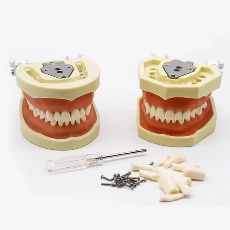 Factory Direct Removable Orthodontic Study Dentist Anatomical Oral Training Oral Tooth Model Dental Typodont Models Carton Box