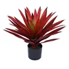 Agave Rojo Tamaño Pequeño 50cm