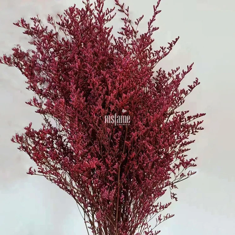 Codariocalyx motorius (6)